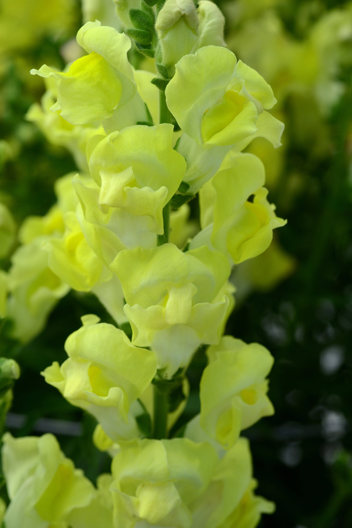 Rocket Golden Snapdragon Seeds 50 Antirrhinum majus Cut Flower Seeds
