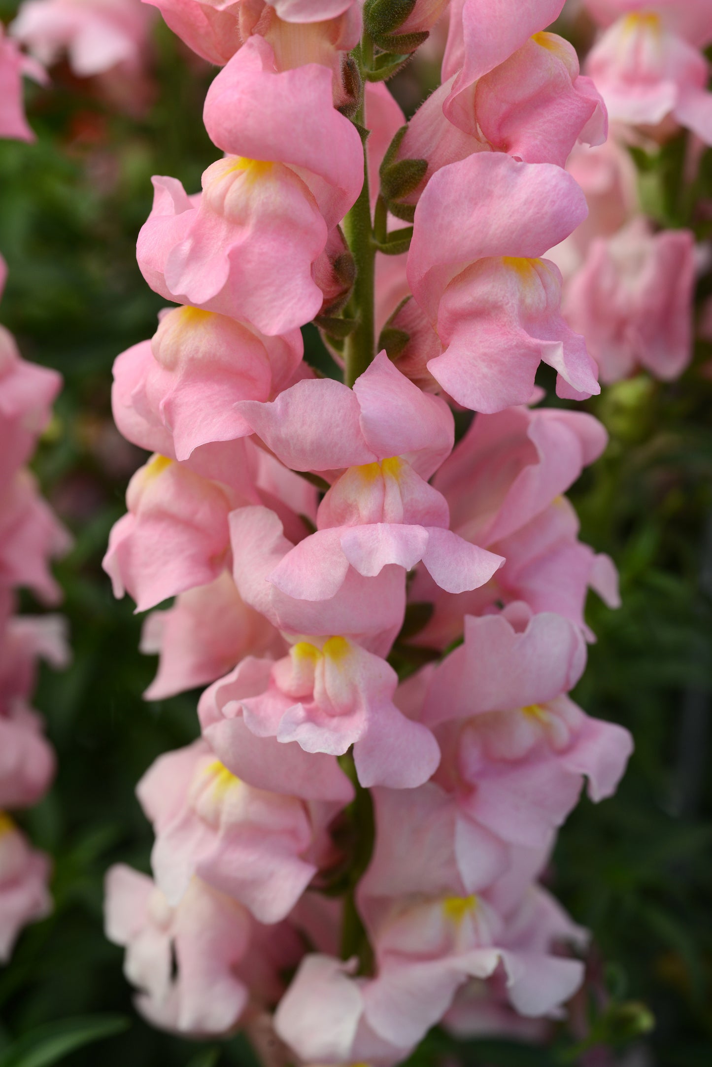 Rocket Pink Snapdragon Seeds 50 Antirrhinum majus Cut Flower Seeds