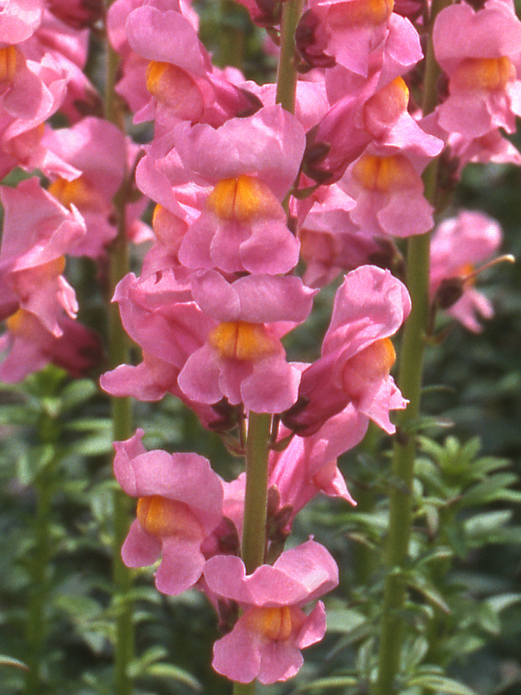 Rocket Rose Shades Snapdragon Seeds 50 Garden Cut Flower Seeds