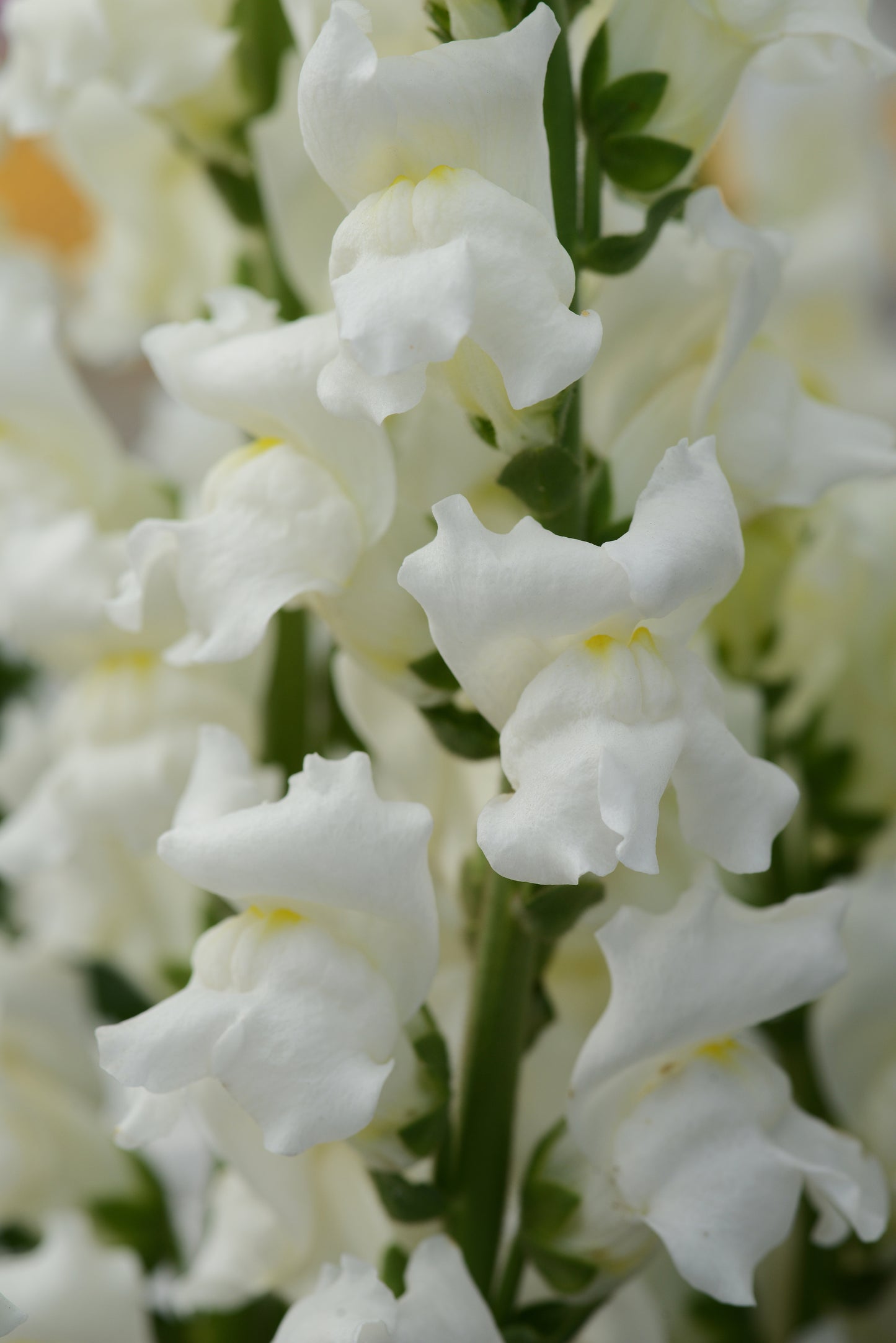 Rocket White Shades Snapdragon Seeds 50 Garden Cut Flower Seeds