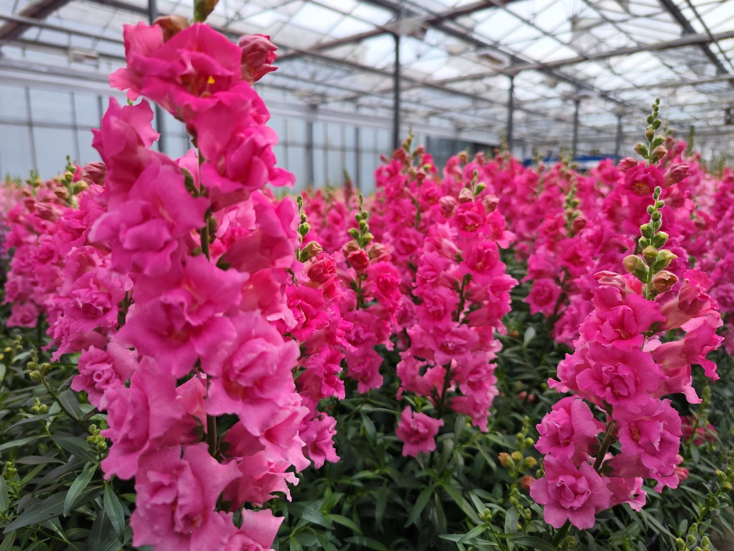 Snapdragon Seeds DoubleShot Hot Pink 50 Seeds Double Bloom Cut Flower
