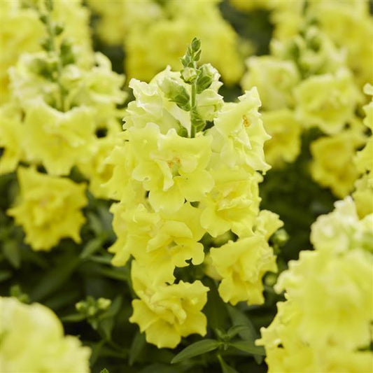 Snapdragon Seeds Twinny Lemon – 50 F1 Hybrid Double Flower Garden Seeds