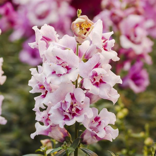 Snapdragon Seeds Twinny Orchid 50 F1 Hybrid Double Flower Garden Seeds