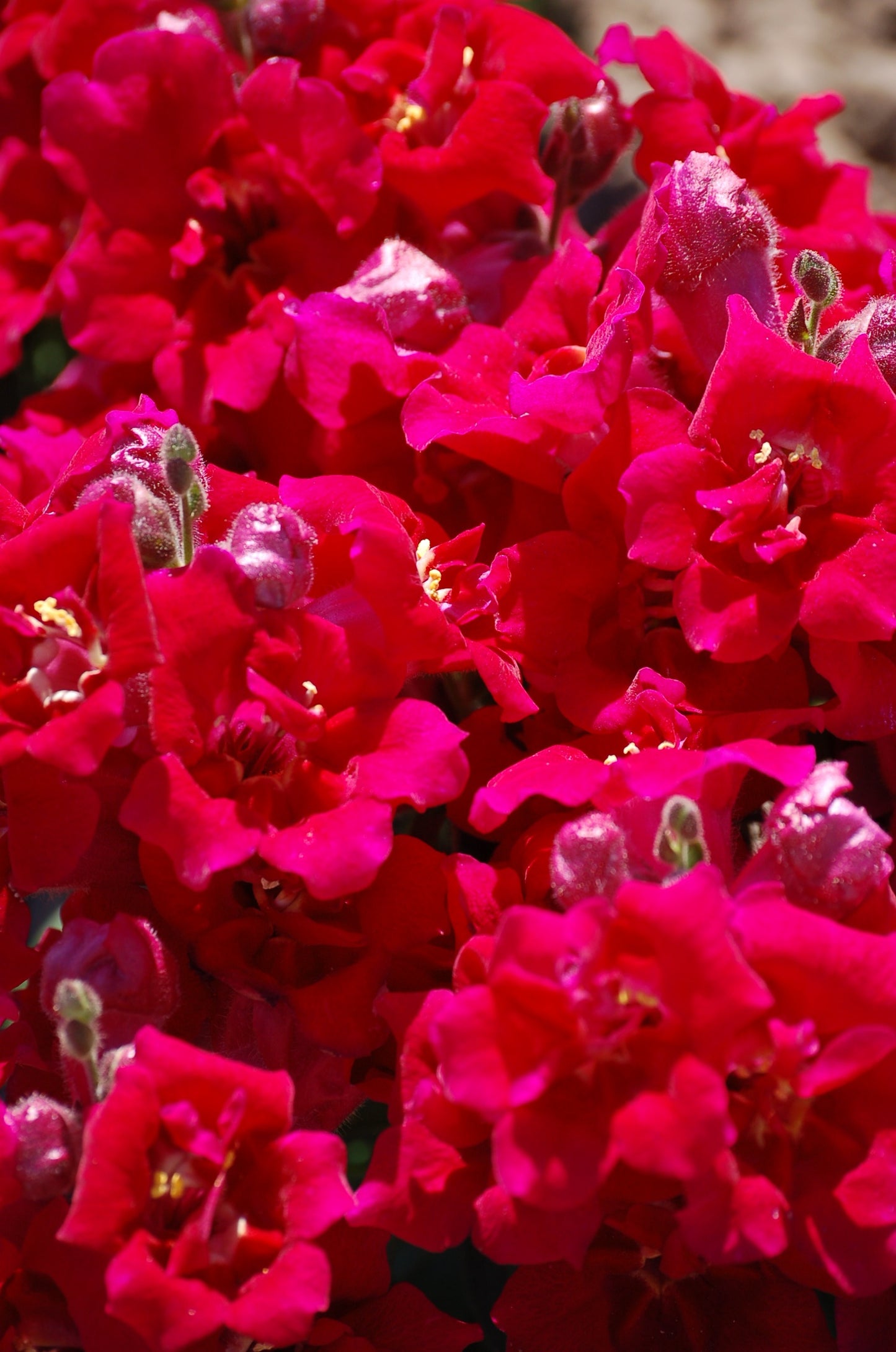 Snapdragon Seeds Twinny Violet 50 F1 Hybrid Flower Seeds
