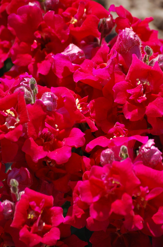 Snapdragon Seeds Twinny Violet 50 F1 Hybrid Flower Seeds