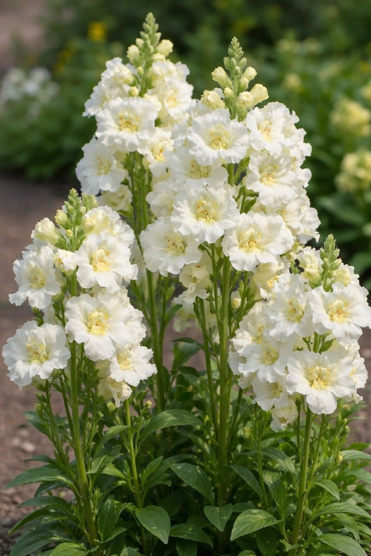 Snapdragon Seeds Twinny White 50 F1 Hybrid Double Flower Garden Seeds