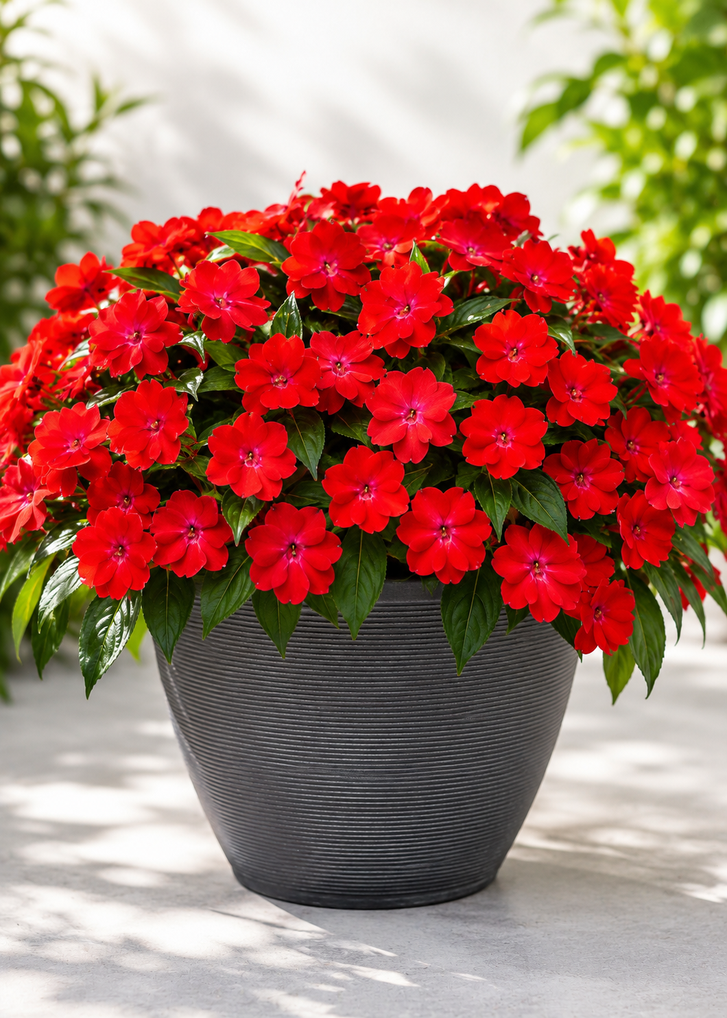 Impatiens Seeds Solarscape® XL Red Glow 15 Seeds | Sun & Shade Garden Flower Seeds