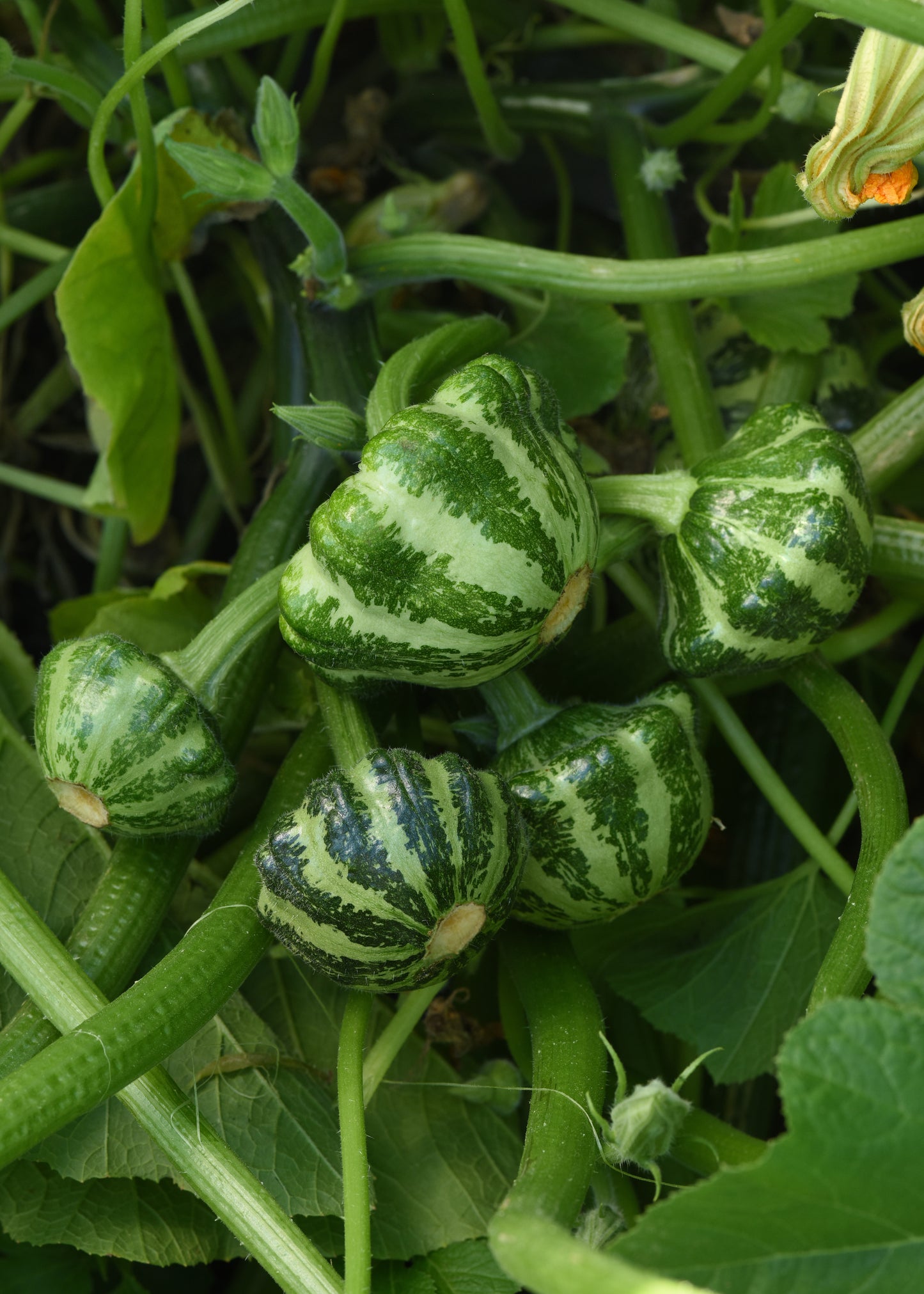 Green Lightning™ Squash Seeds 25 Seeds Striped Patty Pan Summer Squash