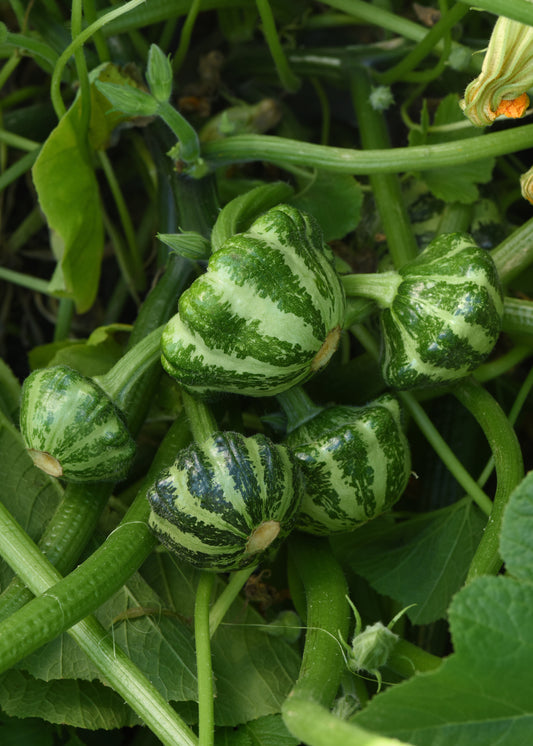 Green Lightning™ Squash Seeds 25 Seeds Striped Patty Pan Summer Squash