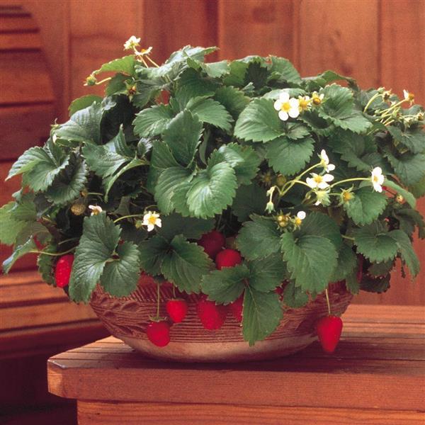 50 Strawberry Seeds Strawberry Fresca