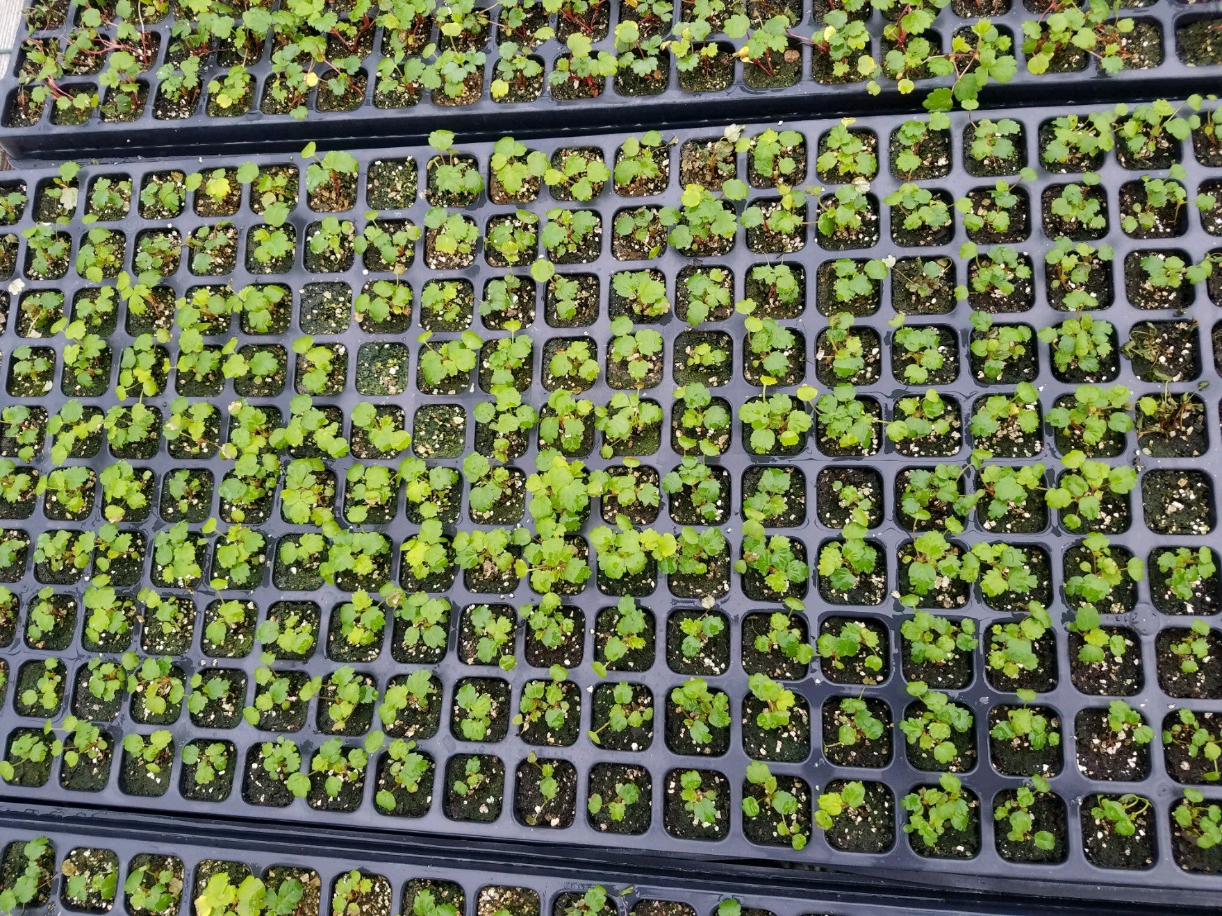 everbearing strawberries seeds Ever Bearing Strawberry Seeds 25 Tristan Red Perennial Seeds – trailingpetunia.com