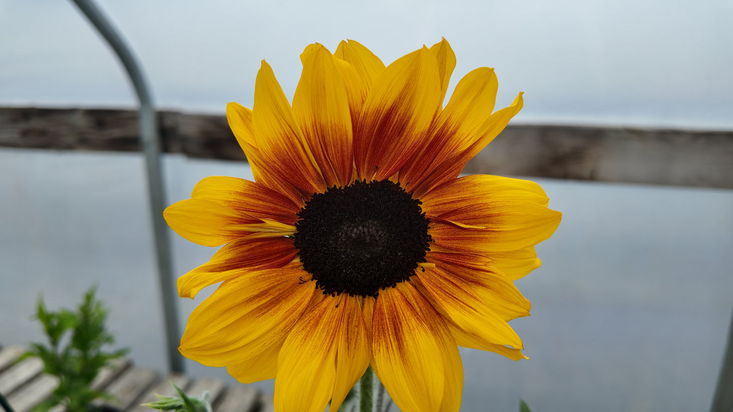 Sunfinity Yellow Red Bicolor Sunflower Seeds 5 to 50 Seeds (New for 2026)