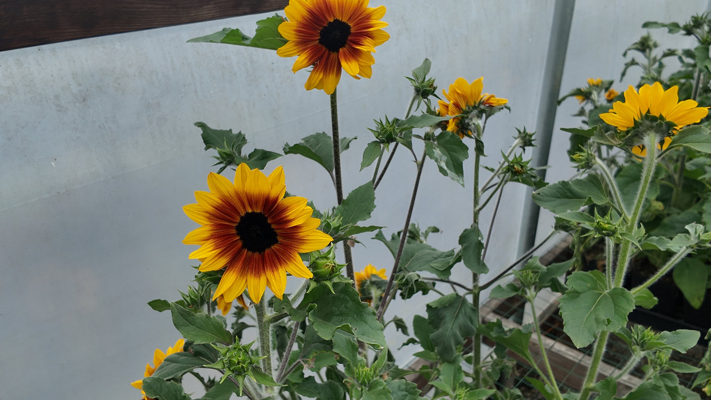 Sunfinity Yellow Red Bicolor Sunflower Seeds 5 to 50 Seeds (New for 2026)