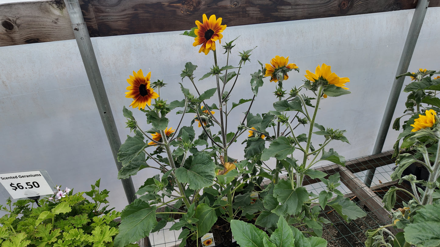 Sunfinity Yellow Red Bicolor Sunflower Seeds 5 to 50 Seeds (New for 2026)