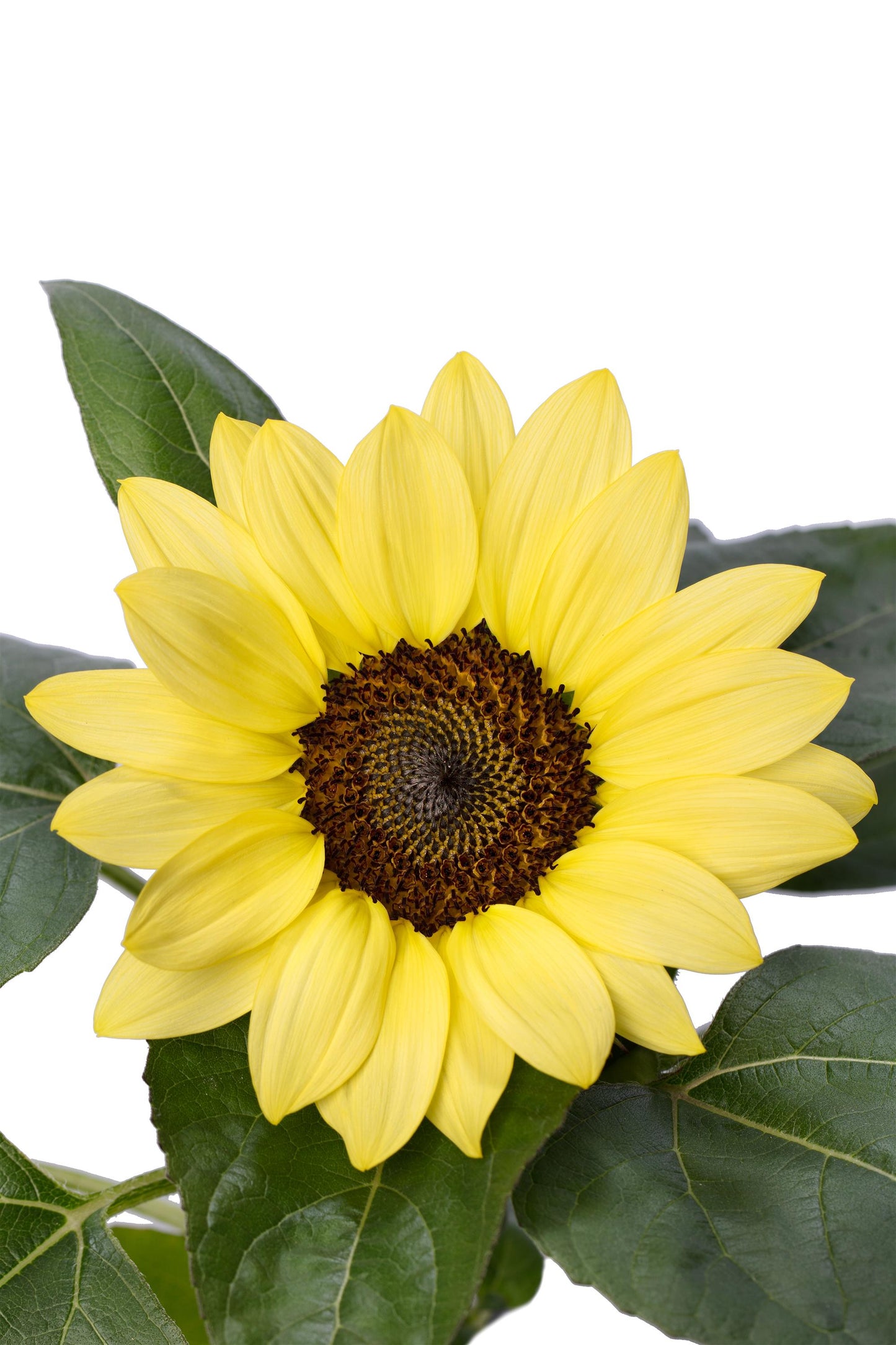 Sunflower Seeds Helianthus Solsation® Lemon Compact 25 Flower Seeds