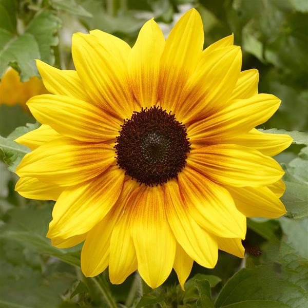 Sunfinity Yellow Red Bicolor Sunflower Seeds 5 to 50 Seeds (New for 2026)