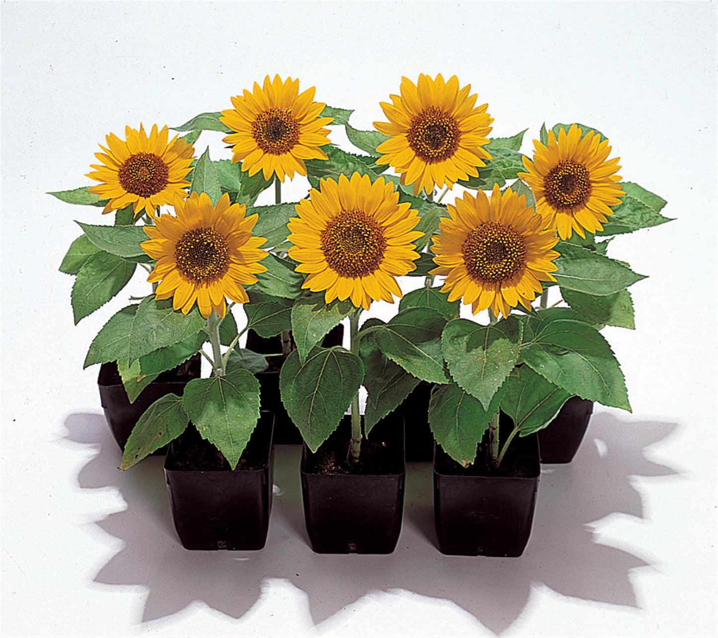 big sunflower seeds for planting Big Smile Sunflower Seeds – trailingpetunia.com