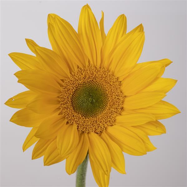 50 Helianthus Seeds Sunflower Bradley Cut Flower Seeds