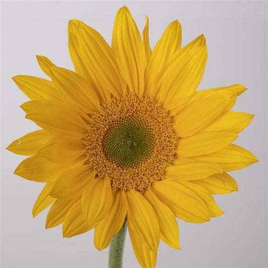 50 Helianthus Seeds Sunflower Bradley Cut Flower Seeds