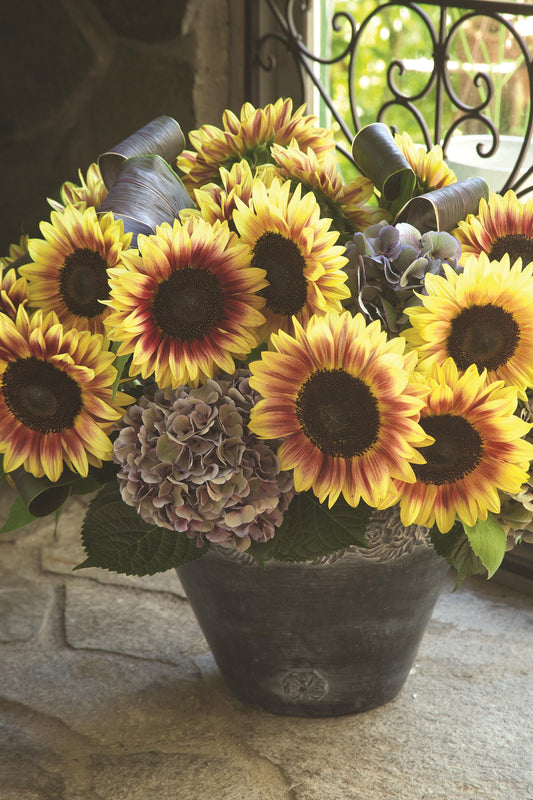 50 Sunflower Seeds Sunflower Marley Helianthus Seeds