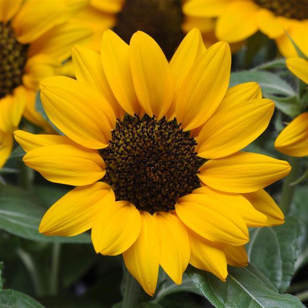 25 Sunflower Seeds Sunflower Miss Sunshine Dwarf Sunflower