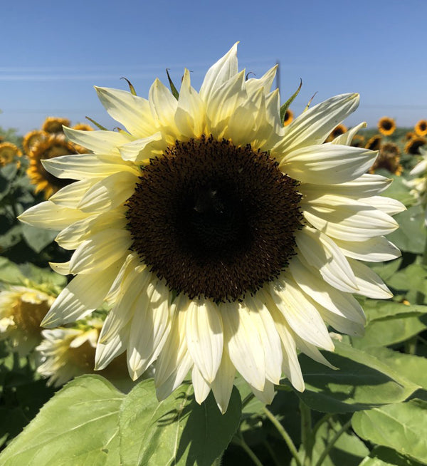50 Helianthus Seeds | Procut White Nite | Sunflower Seeds ...