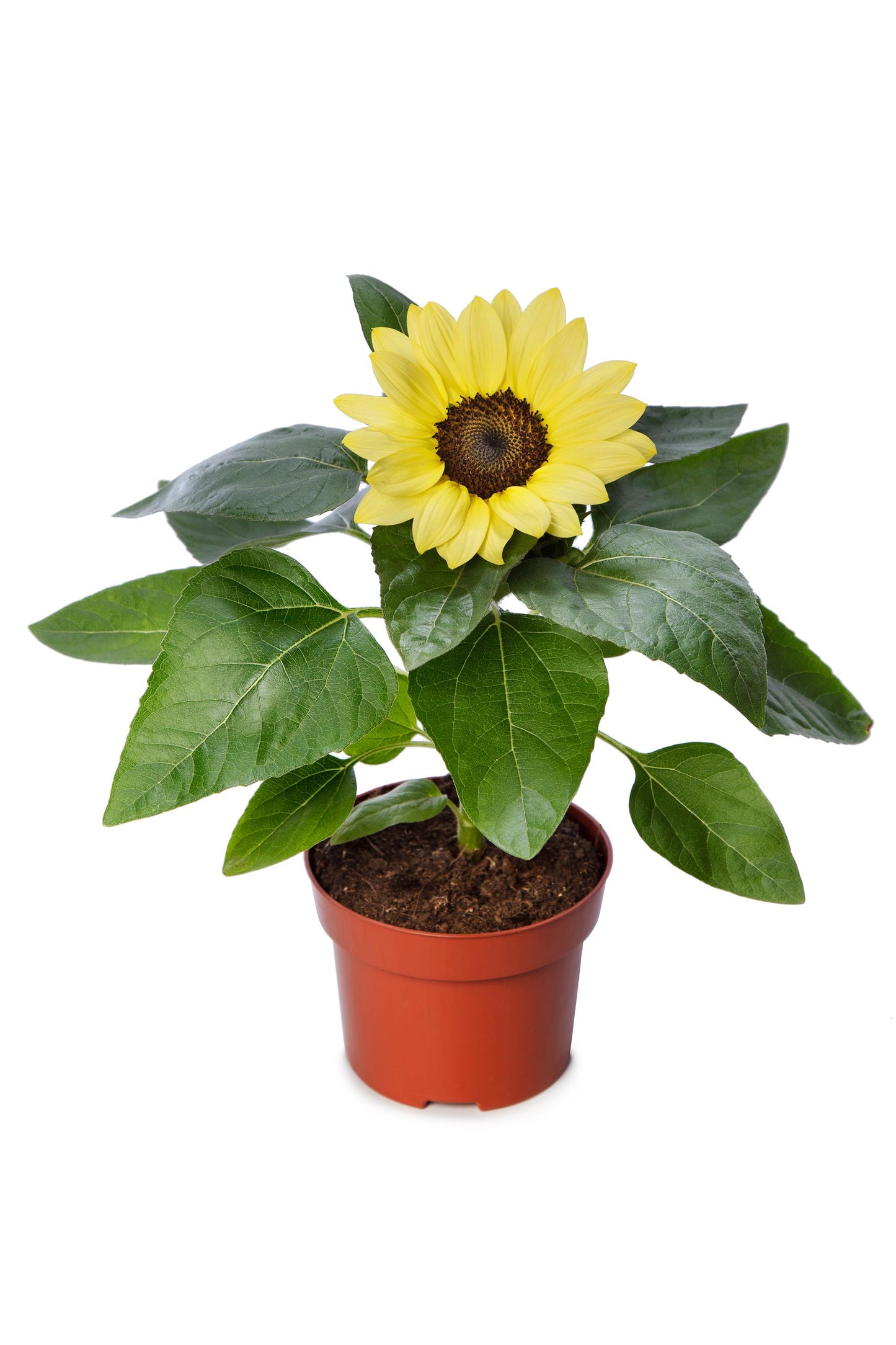 Sunflower Seeds Helianthus Solsation® Lemon Compact 25 Flower Seeds
