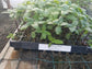 Sunfinity Hybrid Sunflower Seeds 5 thru 50 Seeds Sunflower F1 Hybrid