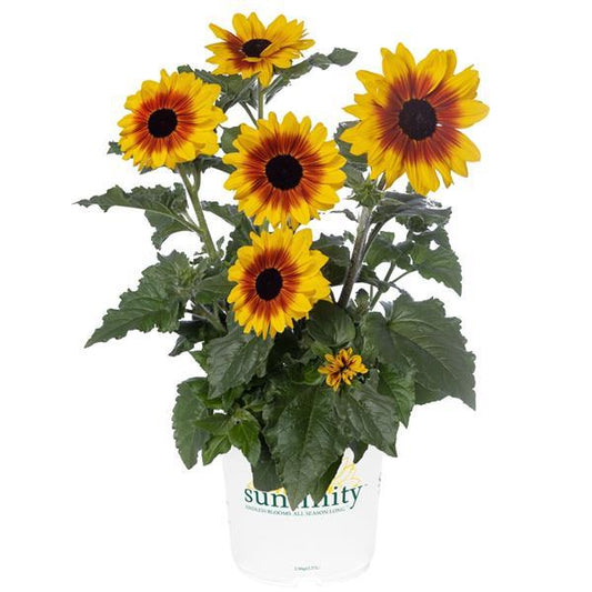 Sunfinity Yellow Red Bicolor Sunflower Seeds 5 to 50 Seeds (New for 2026)