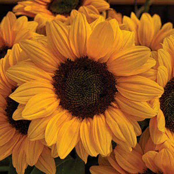 50 Sunflower Seeds Sunflower Vincent Choice Dark Eye Cut Flowers ...
