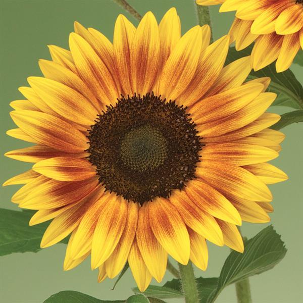 50 Sunflower Seeds Sunflower Ziggy Yellow Brown Bicolor