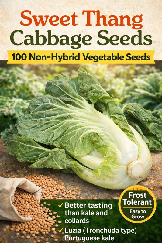 Sweet Thang Cabbage Seeds 100 Vegetable Seeds for Home Gardens