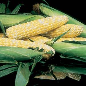 Honey ’N Pearl Sweet Corn Seeds | 50 F1 Hybrid Bicolor Vegetable Seeds