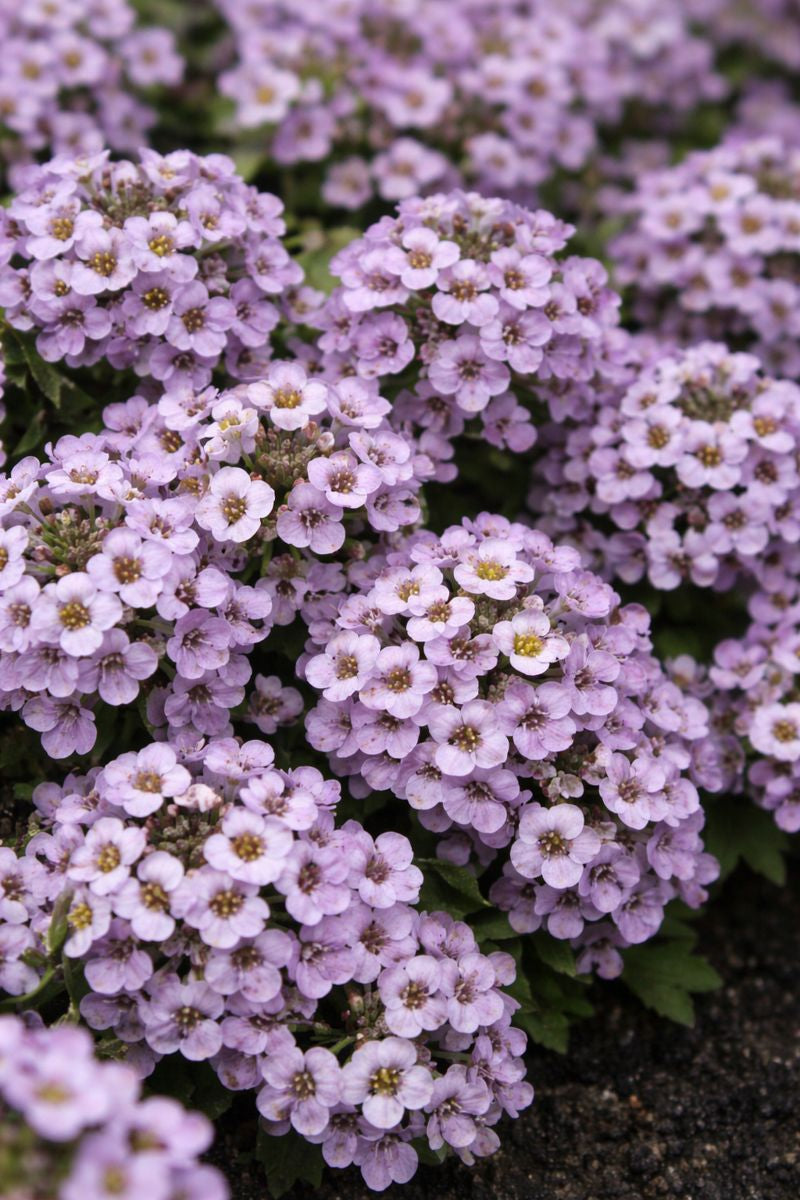 Sweetie Lavender Alyssum Seeds – 250 Fragrant Flower Garden Seeds