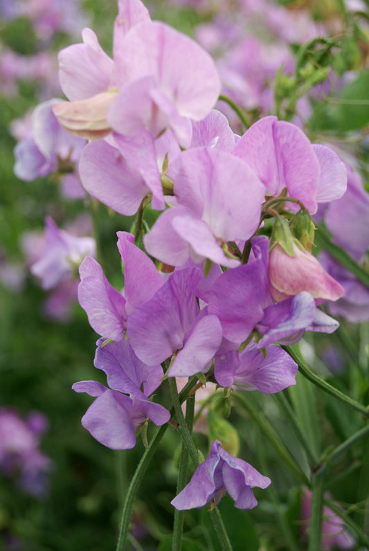 Sweet Pea Seeds – Mammoth Lavender | 50 Climbing Flower Seeds