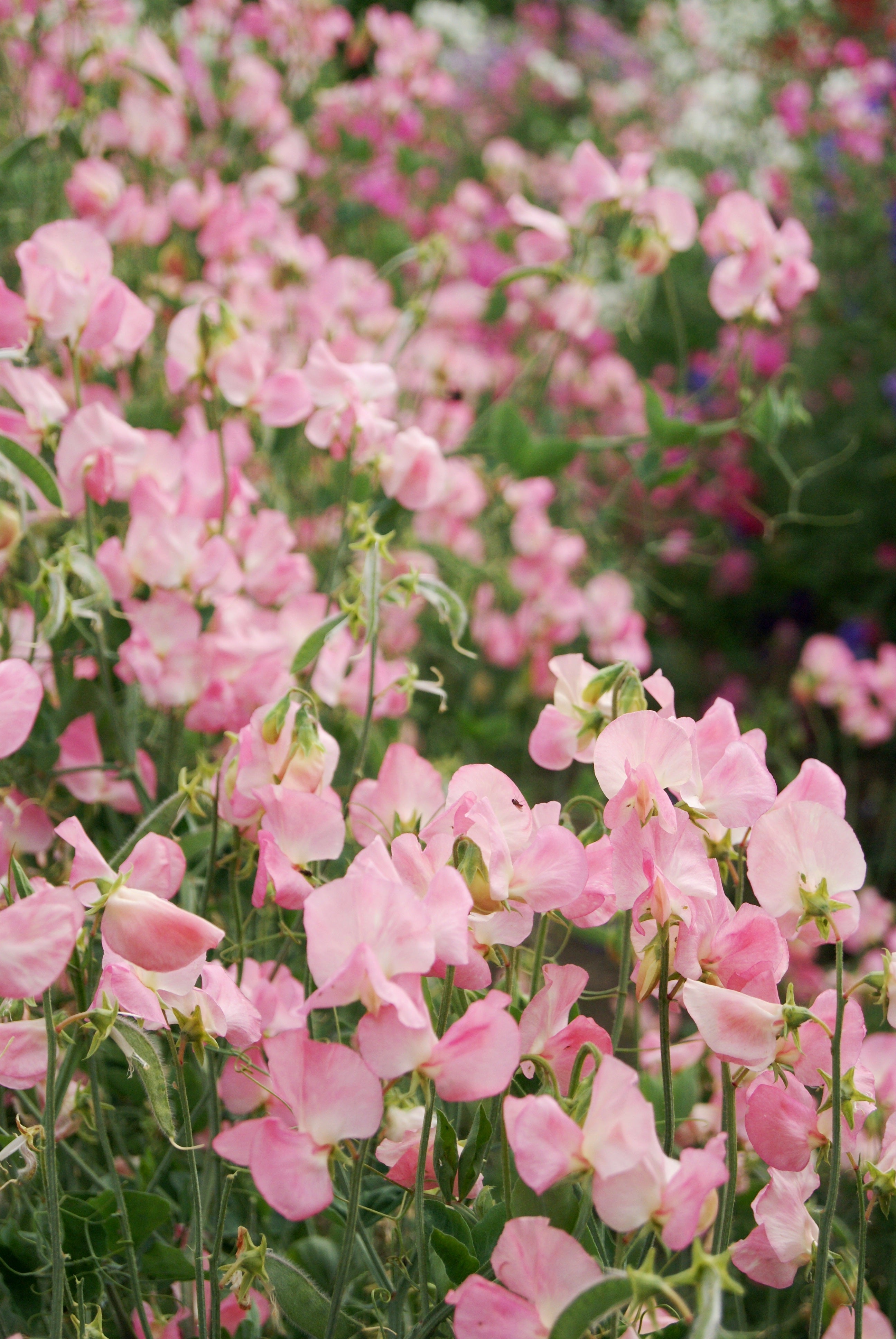 Sweet Pea Seeds – Mammoth Salmon Cream | 50 Climbing Flower Seeds ...