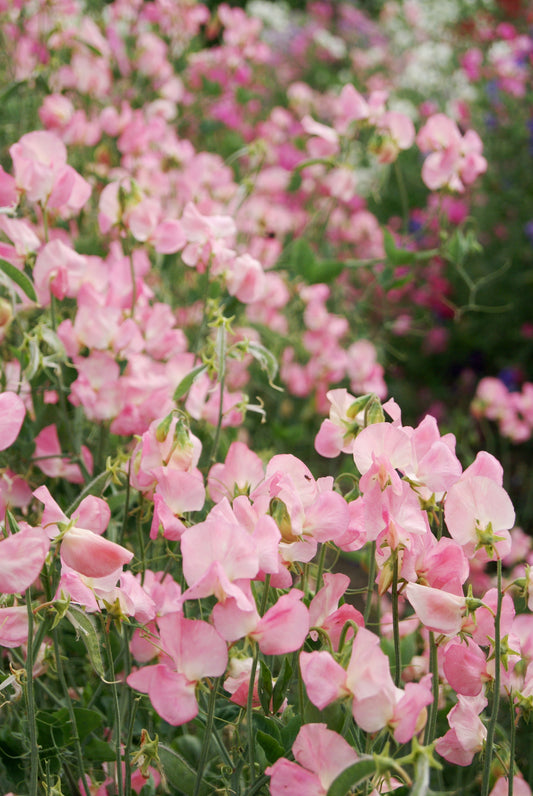 Sweet Pea Seeds – Mammoth Salmon Cream | 50 Climbing Flower Seeds