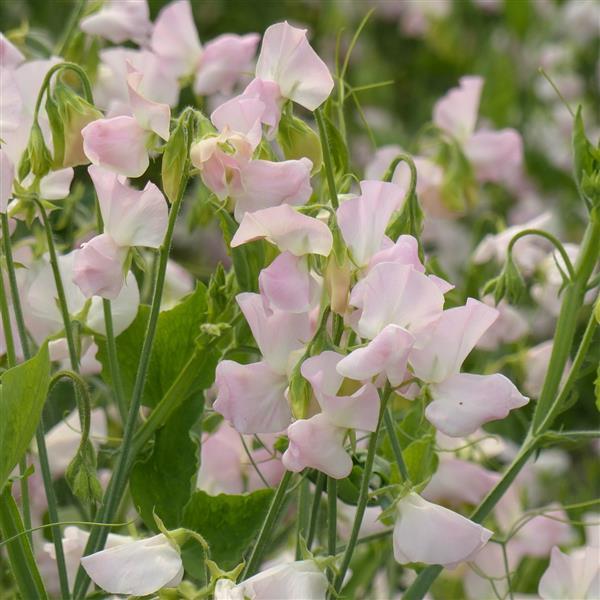 25 Sweet Pea Seeds | Spring Sunshine Blush – trailingpetunia.com