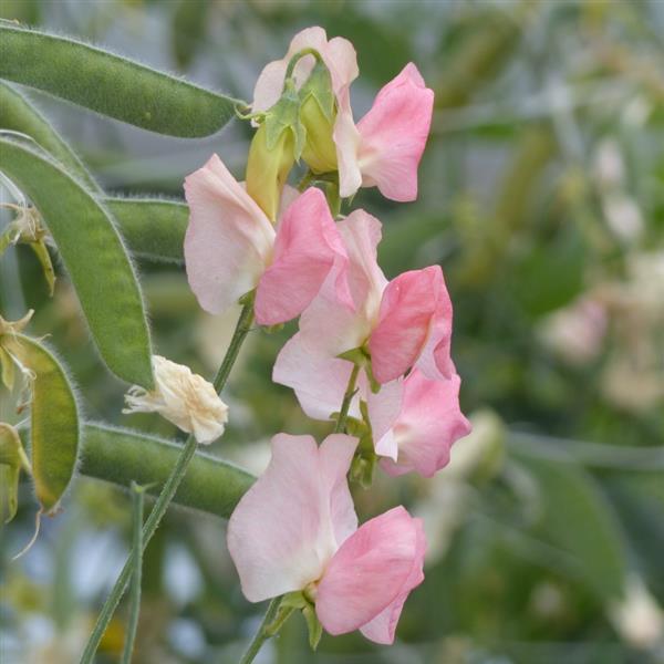 25 Sweet Pea Seeds | Spring Sunshine Champagne – trailingpetunia.com