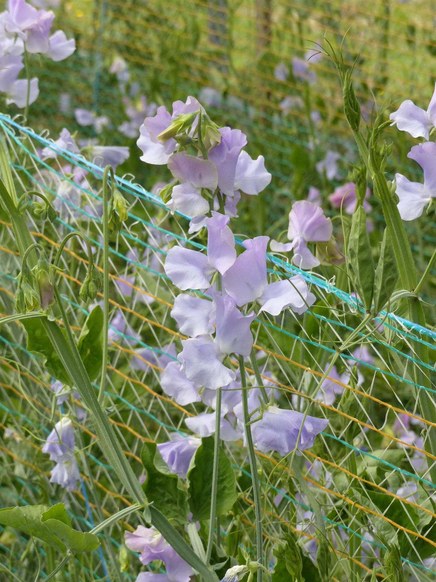 25 Sweet Pea Seeds Sweet Pea Spring Sunshine Light Blue