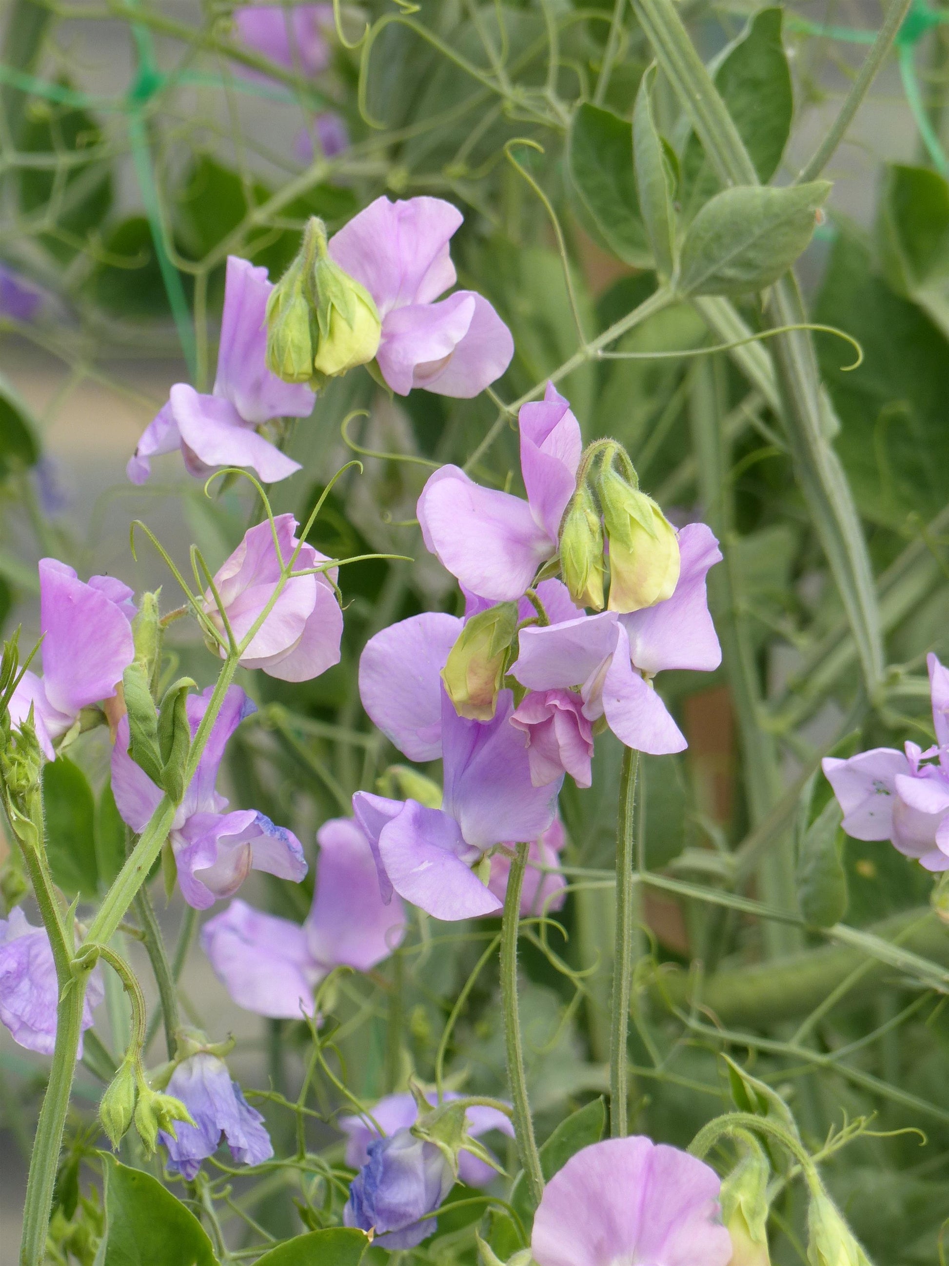 lilac flower seeds 25 Sweet Pea Seeds