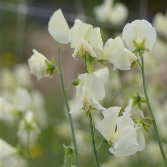 Sweet Pea Winter Sunshine Cream Seeds – 25 Premium Cut Flower Seeds