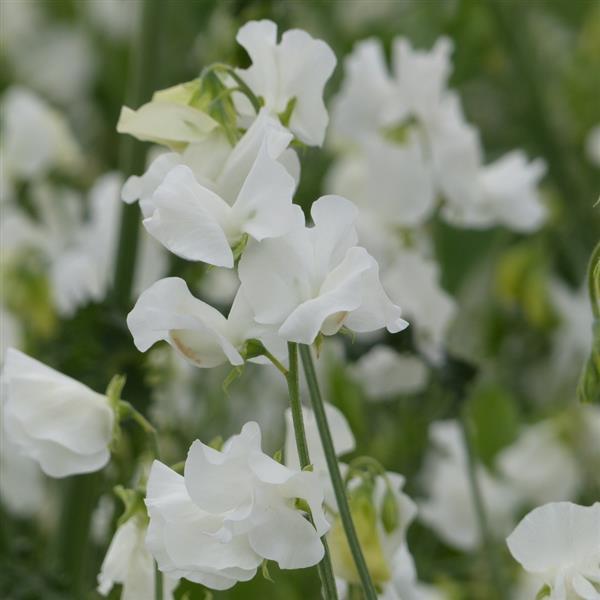 Sweet Pea Winter Sunshine White Seeds – 25 Premium Cut Flower Seeds
