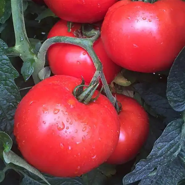 Ripe red Jolene F1 beefsteak tomatoes growing on the vine with water droplets on their skins