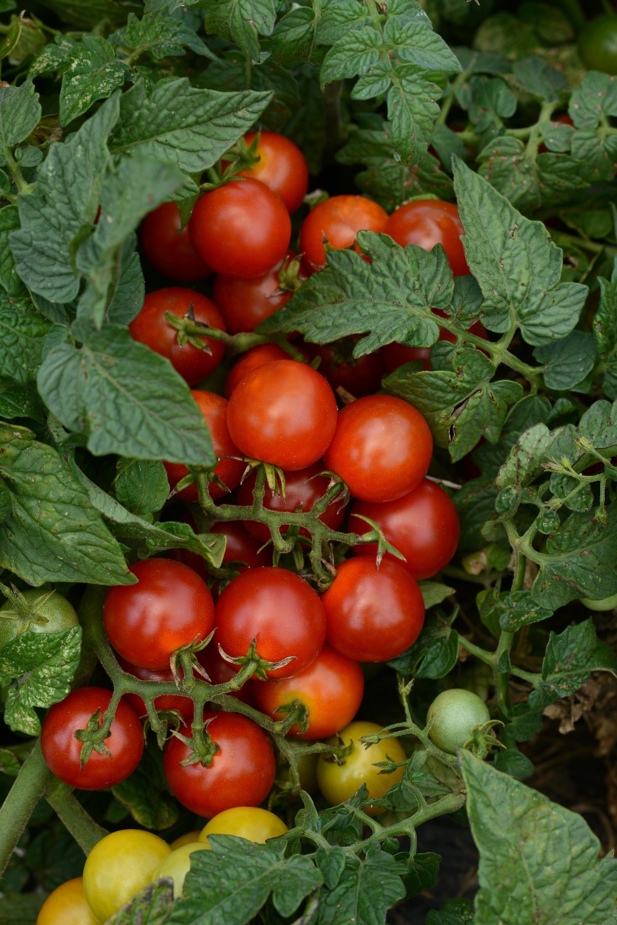 Vegetable Garden Seed Kit – 7 Varieties, 600 Seeds