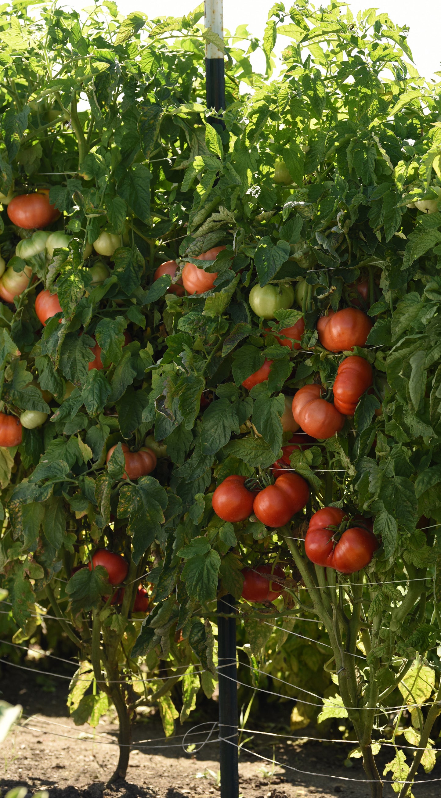 25 Tomato Seeds Wonderstar Red Hybrid Tomato