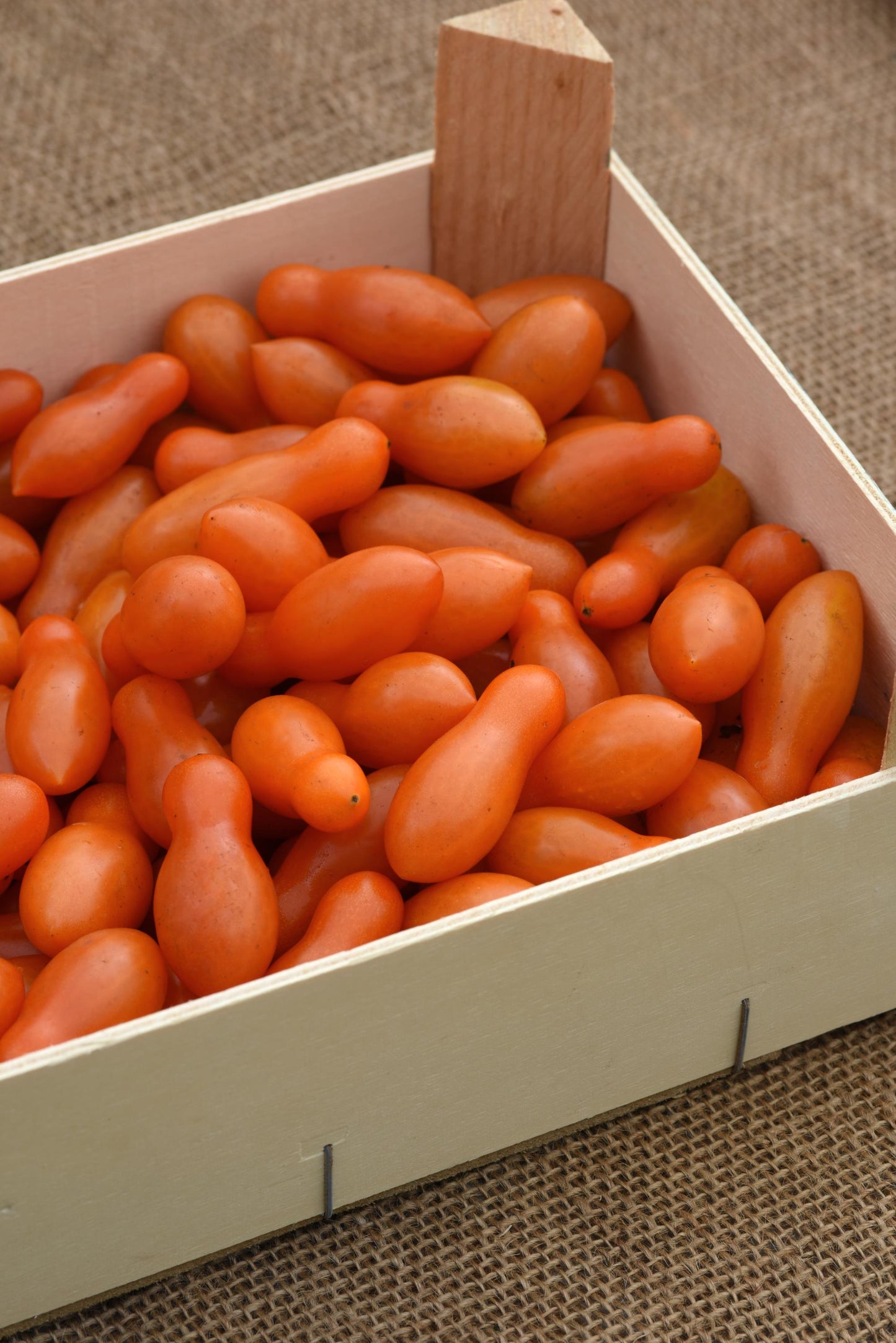25 Sun Dipper Tomato Seeds F1 Hybrid