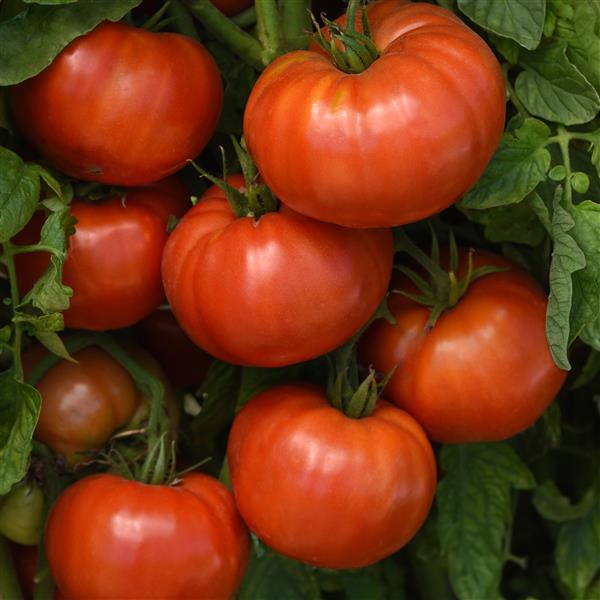 25 Tomato Seeds Wonderstar Red Hybrid Tomato