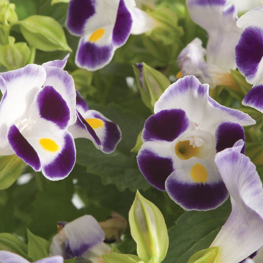 50 Pelleted Torenia Seeds Torenia Little Kiss Blue & White