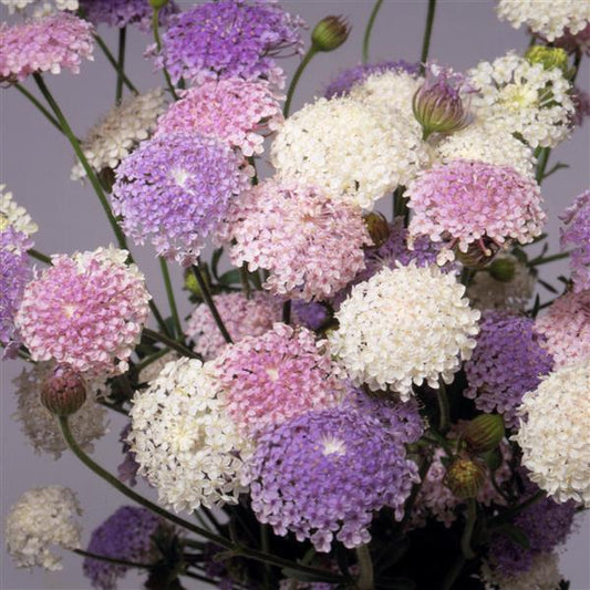 Trachymene Seeds Lace Heavenly Umbels 100 Seeds Blue Lace Flower Mix